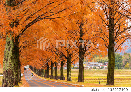 秋の滋賀県高島市 マキノ高原 紅葉のメタセコイア並木 秋の滋賀県高島市 マキノ高原 紅葉のメタセコイア並木 138037160