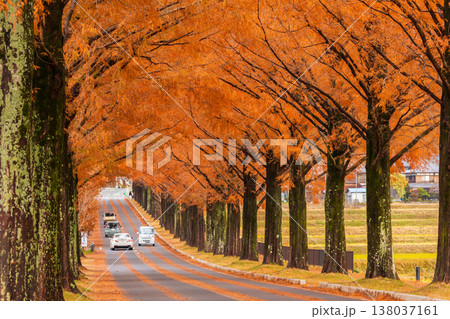 秋の滋賀県高島市 マキノ高原 紅葉のメタセコイア並木 秋の滋賀県高島市 マキノ高原 紅葉のメタセコイア並木 138037161