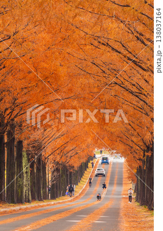 秋の滋賀県高島市 マキノ高原 紅葉のメタセコイア並木 秋の滋賀県高島市 マキノ高原 紅葉のメタセコイア並木 138037164