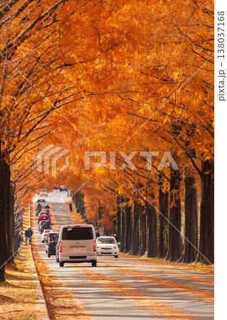秋の滋賀県高島市　マキノ高原　紅葉のメタセコイア並木 138037168