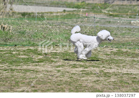 ドッグランで遊ぶスタンプー スタンダードプードル ドッグランで遊ぶスタンプー スタンダードプードル 138037297
