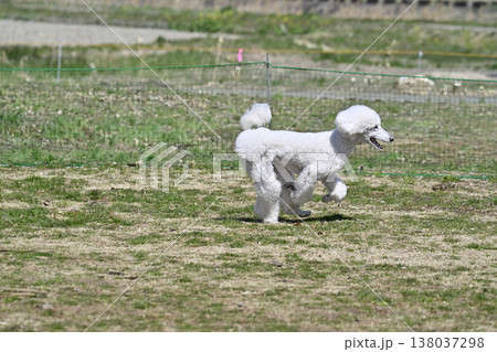 ドッグランで遊ぶスタンプー スタンダードプードル ドッグランで遊ぶスタンプー スタンダードプードル 138037298