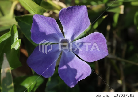 早春の庭に咲く紫色のツルニチニチソウの花 138037393