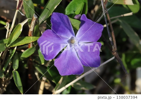 早春の庭に咲く紫色のツルニチニチソウの花 早春の庭に咲く紫色のツルニチニチソウの花 138037394