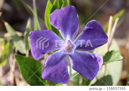 早春の庭に咲く紫色のツルニチニチソウの花 138037395
