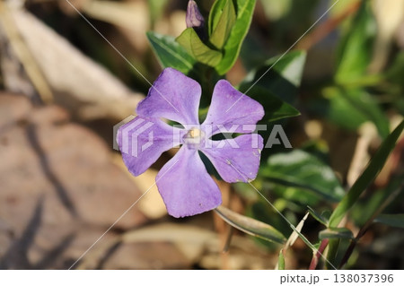 早春の庭に咲く紫色のツルニチニチソウの花 早春の庭に咲く紫色のツルニチニチソウの花 138037396