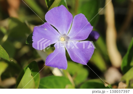早春の庭に咲く紫色のツルニチニチソウの花 早春の庭に咲く紫色のツルニチニチソウの花 138037397