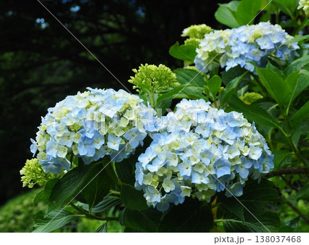 前橋・荻窪公園のアジサイ 138037468