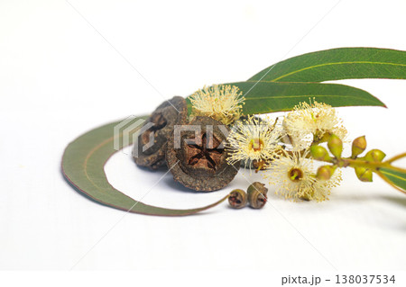 Fresh eucalyptus branch with flowers and seeds isolated on white Fresh eucalyptus branch with flowers and seeds isolated on white 138037534