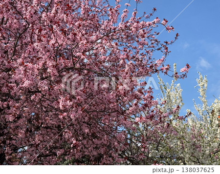 Blooming Prunus cerasifera branches against blue sky during peak spring flowering season. Ornamental tree display, seasonal color contrast, urban nature beauty, botanical canopy concept 138037625