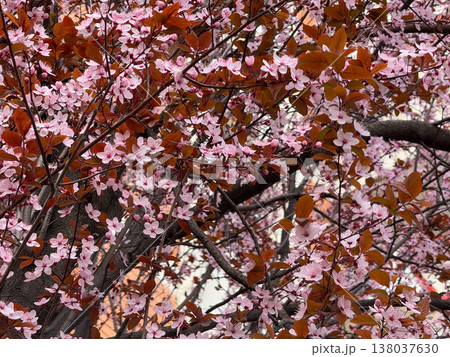 Blooming Prunus cerasifera branches against blue sky during peak spring flowering season. Ornamental tree display, seasonal color contrast, urban nature beauty, botanical canopy concept Blooming Prunus cerasifera branches against blue sky during peak spring flowering season. Ornamental tree display, seasonal color contrast, urban nature beauty, botanical canopy concept 138037630