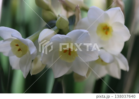 早春の庭に咲く白いフサザキスイセンの花とツボミ 早春の庭に咲く白いフサザキスイセンの花とツボミ 138037640