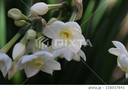 早春の庭に咲く白いフサザキスイセンの花とツボミ 138037641