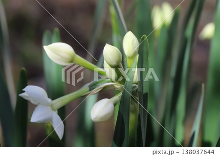 早春の庭に咲く白いフサザキスイセンの花とツボミ 早春の庭に咲く白いフサザキスイセンの花とツボミ 138037644