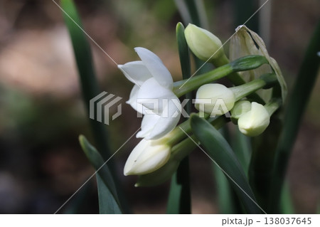 早春の庭に咲く白いフサザキスイセンの花とツボミ 早春の庭に咲く白いフサザキスイセンの花とツボミ 138037645