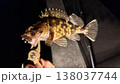 ガシラが釣れた 138037744