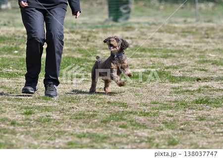 ドッグランで女性と遊ぶチワプー　（チワワ×プードル） 138037747