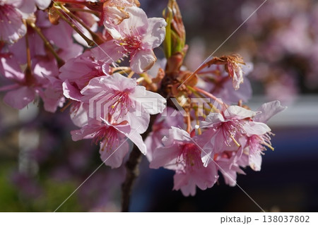 河津桜⑥ 河津桜⑥ 138037802