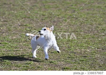 ドッグランで遊ぶ楽しい愛犬　ジャックラッセルテリア 138037807
