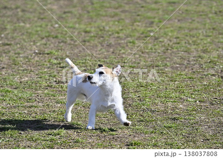 ドッグランで遊ぶ楽しい愛犬　ジャックラッセルテリア 138037808