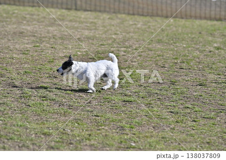 ドッグランで遊ぶ楽しい愛犬　ジャックラッセルテリア 138037809