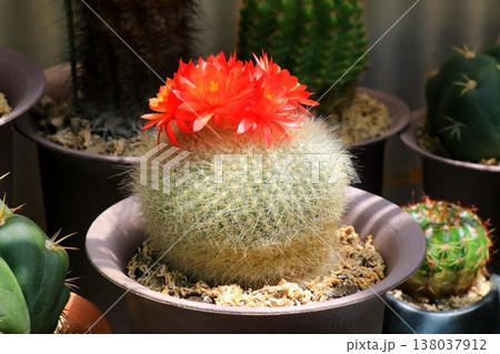 鉢に植えられたサボテン 鉢に植えられたサボテン 138037912