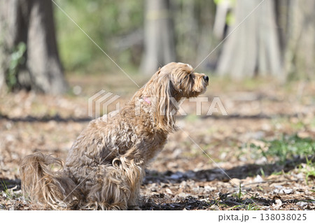 かわいいマルプー(マルチーズ×プードル) かわいいマルプー(マルチーズ×プードル) 138038025
