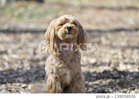 かわいいマルプー(マルチーズ×プードル) かわいいマルプー(マルチーズ×プードル) 138038026