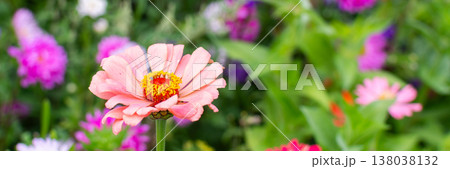 Different flowers are in bloom in a garden. Colors include pink, orange, and purple. Green leaves surround the flowers in a vibrant scene on a sunny day, banner 138038132