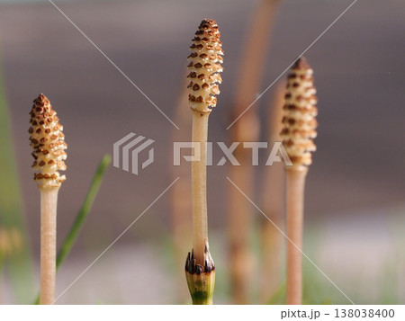 胞子嚢を広げたツクシの穂のクローズアップ（胞子を飛ばし終えたスギナの胞子茎） 138038400