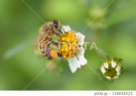 白いお花にやってきたミツバチ2 白いお花にやってきたミツバチ2 138038525