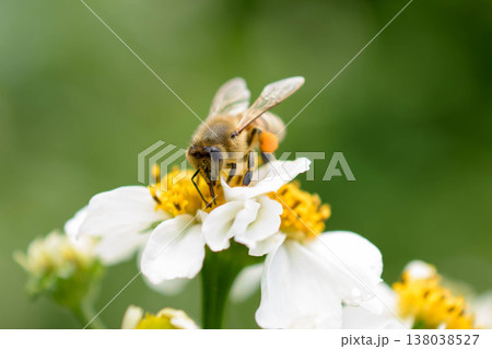 白いお花にやってきたミツバチ4 白いお花にやってきたミツバチ4 138038527