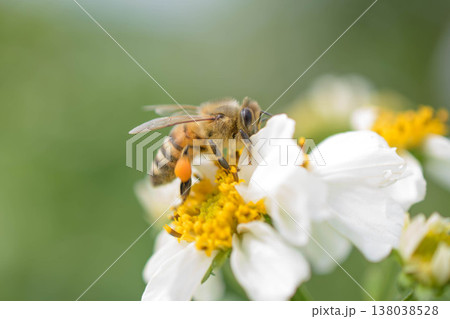 白いお花にやってきたミツバチ5 白いお花にやってきたミツバチ5 138038528