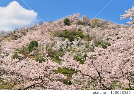春の三休公園 138038529