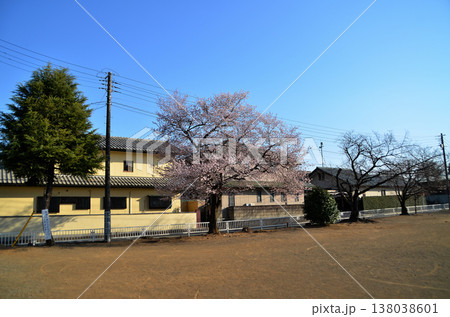 埼玉県深谷市泉台公園の早咲の桜 138038601