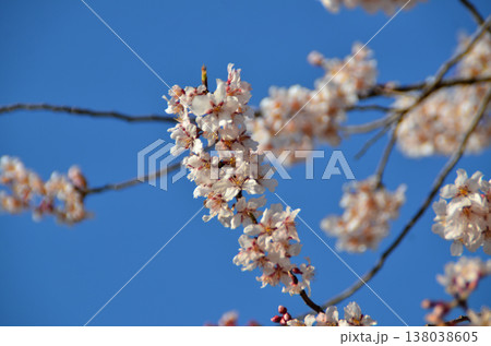 埼玉県深谷市泉台公園の早咲の桜 138038605