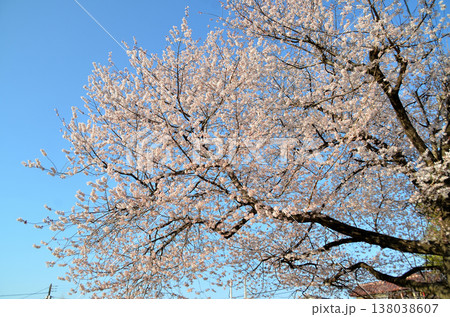 埼玉県深谷市泉台公園の早咲の桜 埼玉県深谷市泉台公園の早咲の桜 138038607