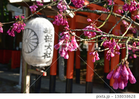 建部大社の紅桜 建部大社の紅桜 138038628