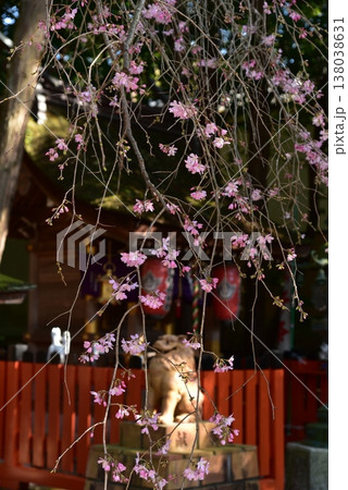 紅枝垂桜 建部大社 紅枝垂桜 建部大社 138038631