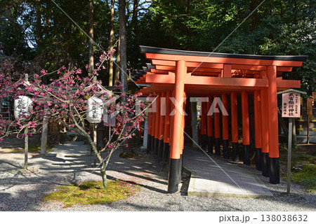 紅枝垂桜 建部大社 武富稲荷神社 紅枝垂桜 建部大社 武富稲荷神社 138038632