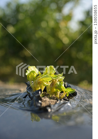 黒マルチ栽培のジャガイモの芽 発芽したばかりの若い苗 138038655