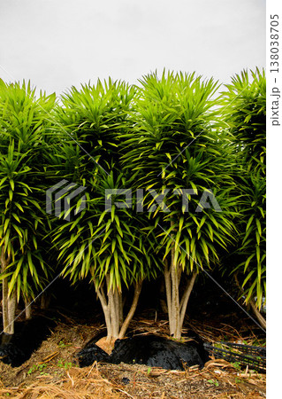 縁起が良いと言われる観葉植物のドラセナがいっぱい4 縁起が良いと言われる観葉植物のドラセナがいっぱい4 138038705