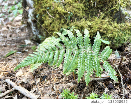 色鮮やかなシダ植物 色鮮やかなシダ植物 138038925
