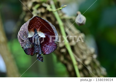 アリストロキア・サルバドレンシス（ウマノスズクサ科）常緑小低木 138039014