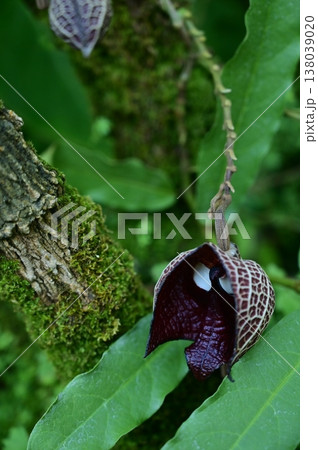 アリストロキア・サルバドレンシス（ウマノスズクサ科）常緑小低木 138039020