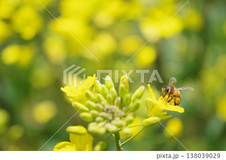 菜の花にとまるミツバチ 138039029