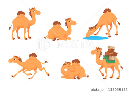 Camels. Arabian cartoon animals camel as in different poses exact vector illustration characters template Camels. Arabian cartoon animals camel as in different poses exact vector illustration characters template 138039183