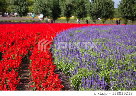 北海道の花畑 138039218