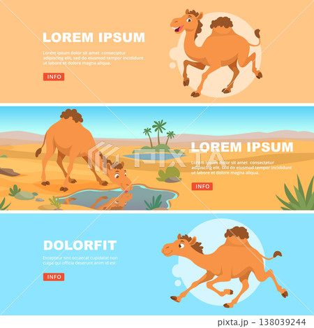 Camel. banners template with wild camels in action poses walking in desert landscape 138039244