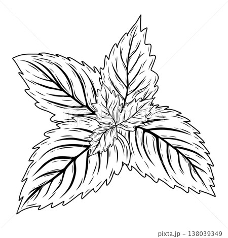 Hand Drawn Mint or Rosemary Leaf Line Art Vector Illustration Hand Drawn Mint or Rosemary Leaf Line Art Vector Illustration 138039349